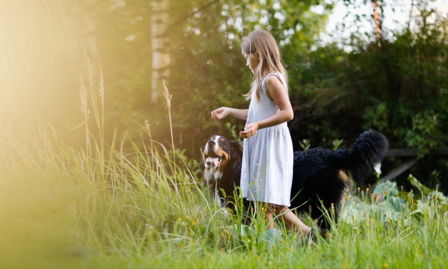 Kind und Hund spazieren über eine Sommerwiese