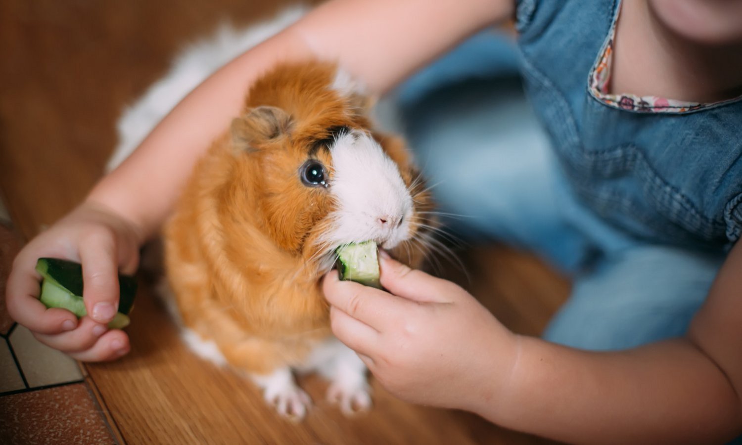 Ein Kind füttert ein Meerschweinchen mit Gurke