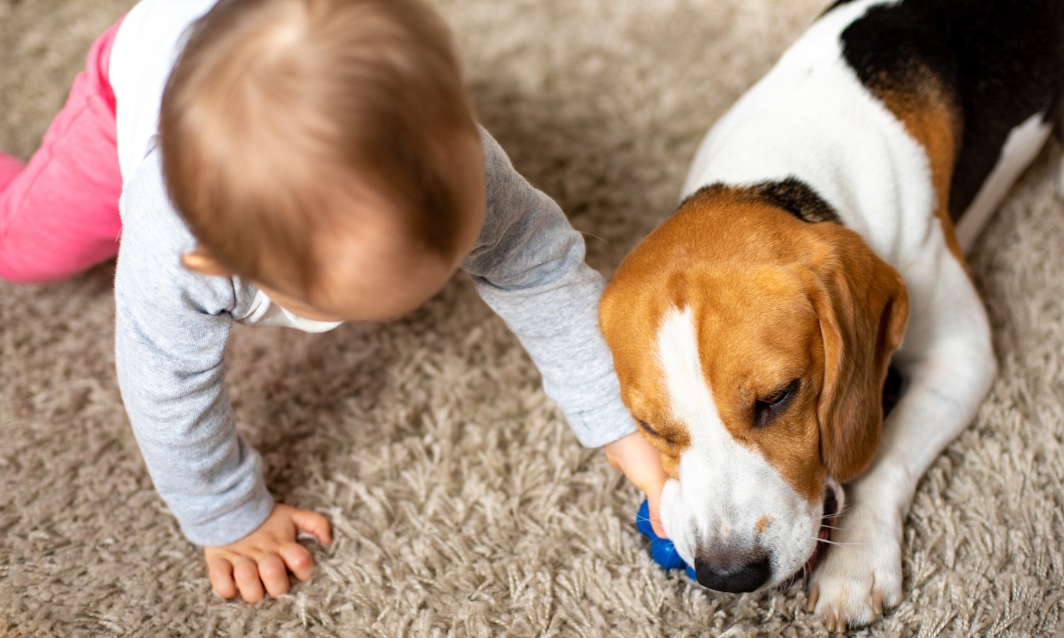 Ein Baby nimmt einem Hund sein Spielzeug weg