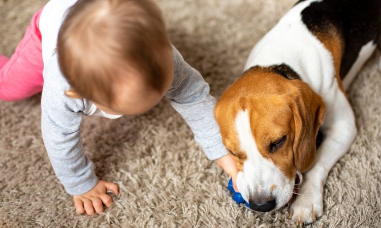 Ein Baby nimmt einem Hund sein Spielzeug weg